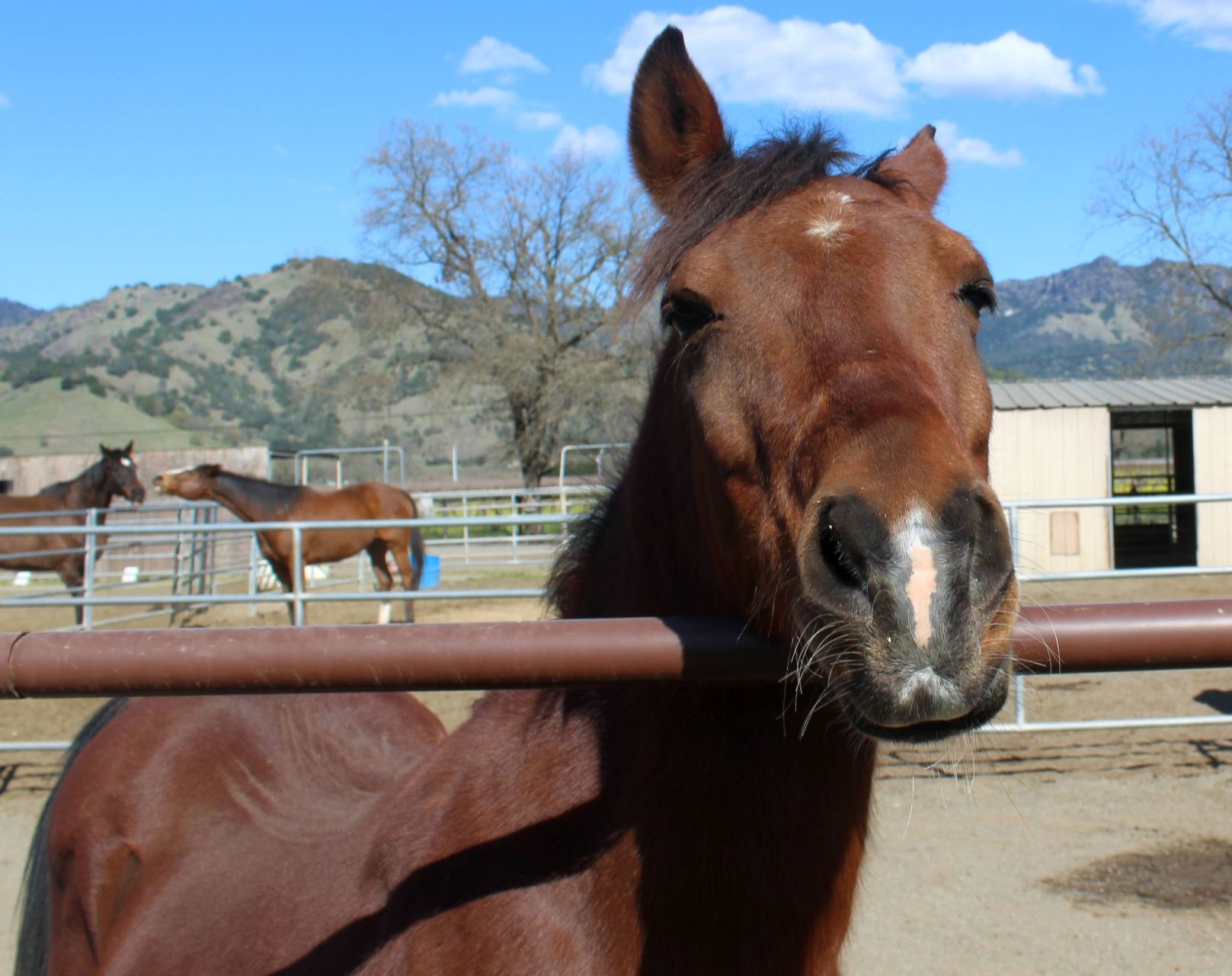 Taj at Sunrise Horse Rescue